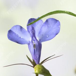 tuinbloem-lobelia-met-een-onscherpe-achtergrond_183587-1613